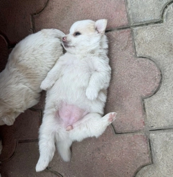 Pomeran şpits balalar