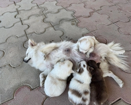 Pomeran şpits balalar