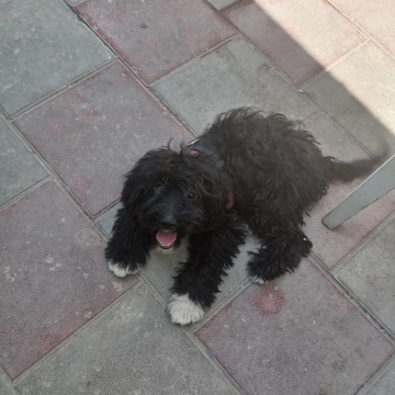 Pudel