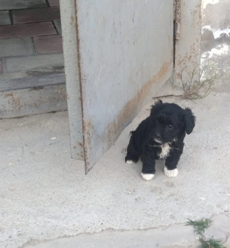 Pudel
