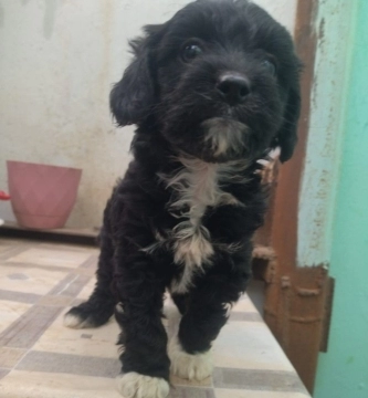 Pudel