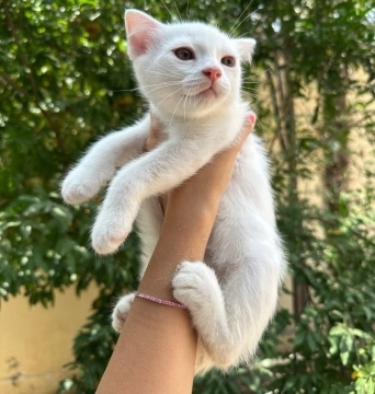 Şotland pişiyi balaları