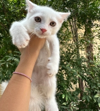 Şotland pişiyi balaları