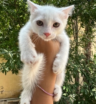 Şotland pişiyi balaları