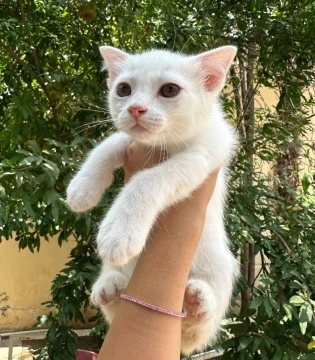 Şotland pişiyi balaları