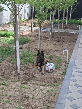 Malinous Belçika ovçarkası