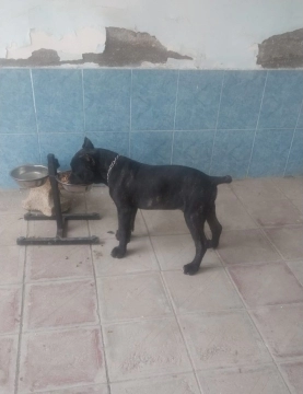 Kane Korso balası