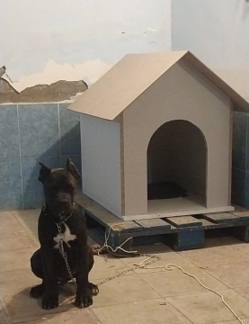 Kane Korso balası