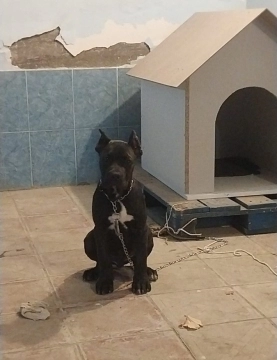 Kane Korso balası