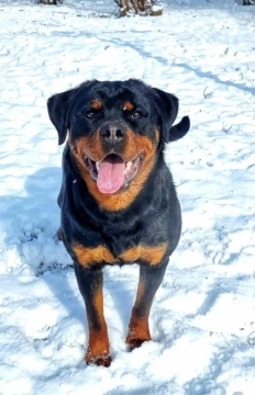 Rotveyler