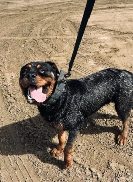 Rotveyler