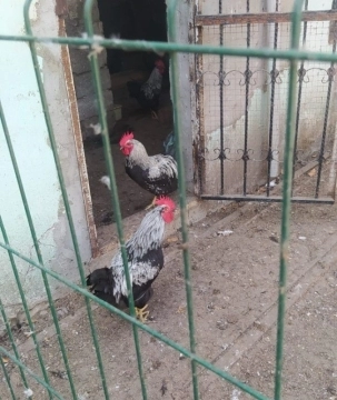 Xoruzlar