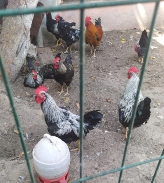 Xoruzlar