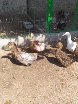 Vəhşi Ruan ördəkləri