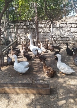 Vəhşi Ruan ördəkləri