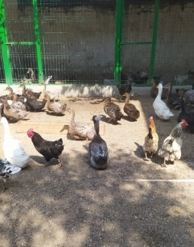 Vəhşi Ruan ördəkləri