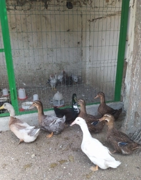 Vəhşi Ruan ördəkləri