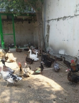 Vəhşi Ruan ördəkləri