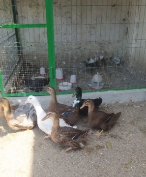 Vəhşi Ruan ördəkləri