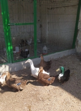 Vəhşi Ruan ördəkləri