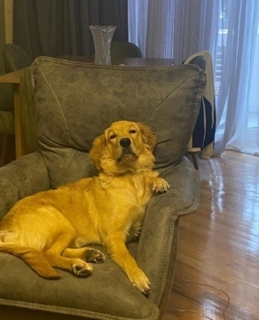 Qızılli retriver