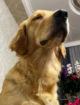 Qızılli retriver