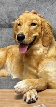 Qızılli retriver