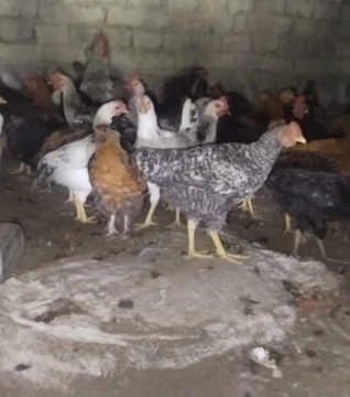 Beçələr