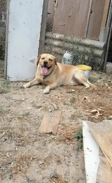 Labrador retriver