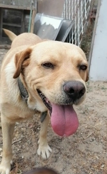 Labrador retriver