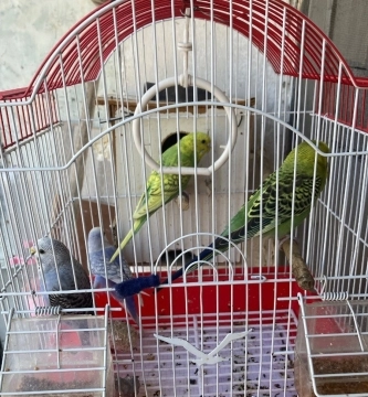 Muhabbet quşu