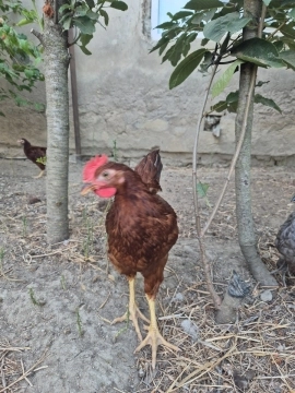 Redd island xoruzu 