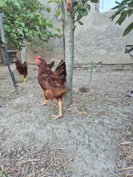 Redd island xoruzu 