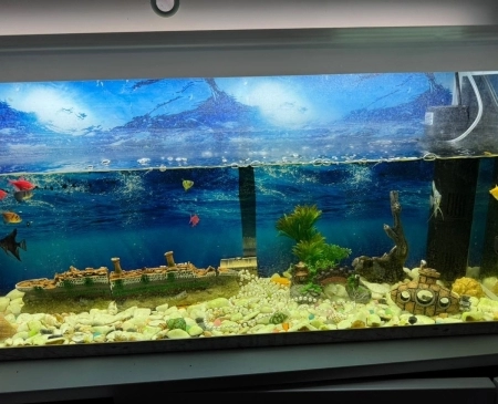 Balıqlar ve akvarium