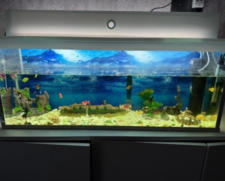 Balıqlar ve akvarium
