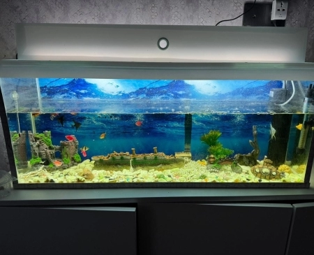 Balıqlar ve akvarium