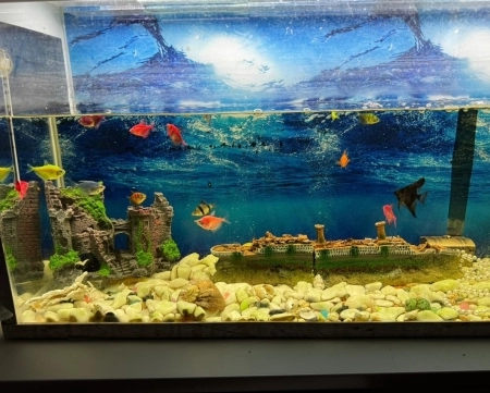 Balıqlar ve akvarium