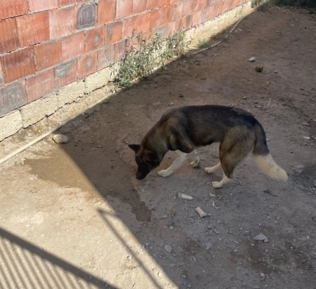 Haski