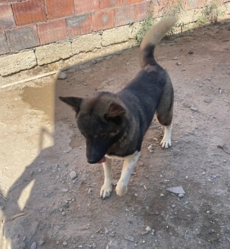 Haski
