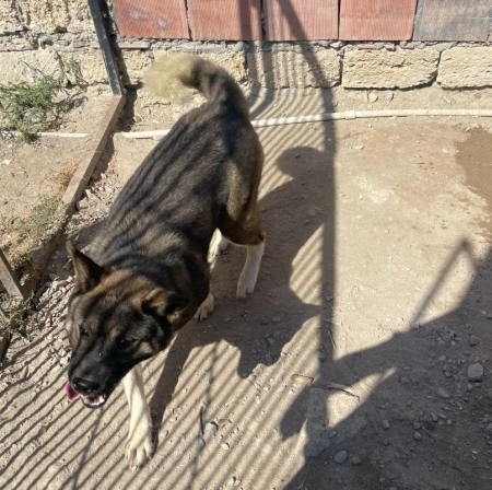 Haski