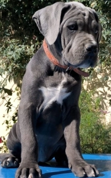 Kane korso