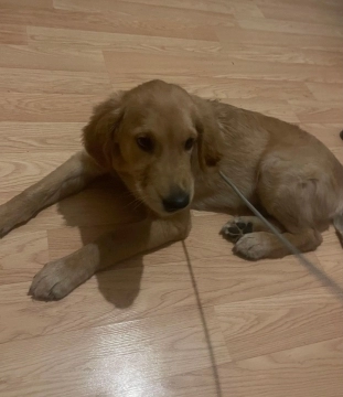 Golden retriver