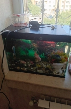 Akvarium və balıqlar