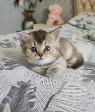 2 aylıq dişi gold şınşıla 