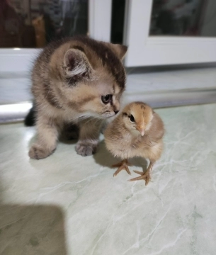 2 aylıq dişi gold şınşıla 