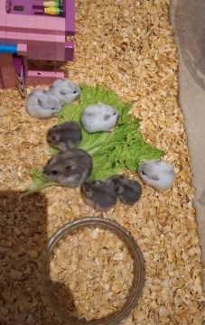 Cunqar dağsiçanı