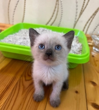 Pişik
