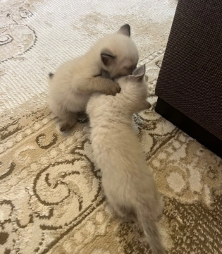 Pişik