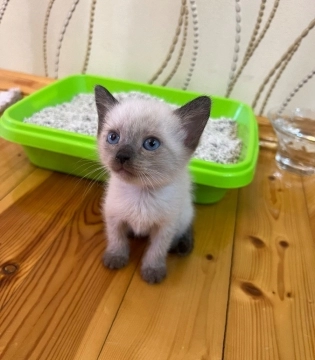 Pişik