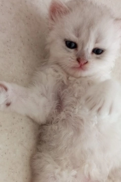 Pişik